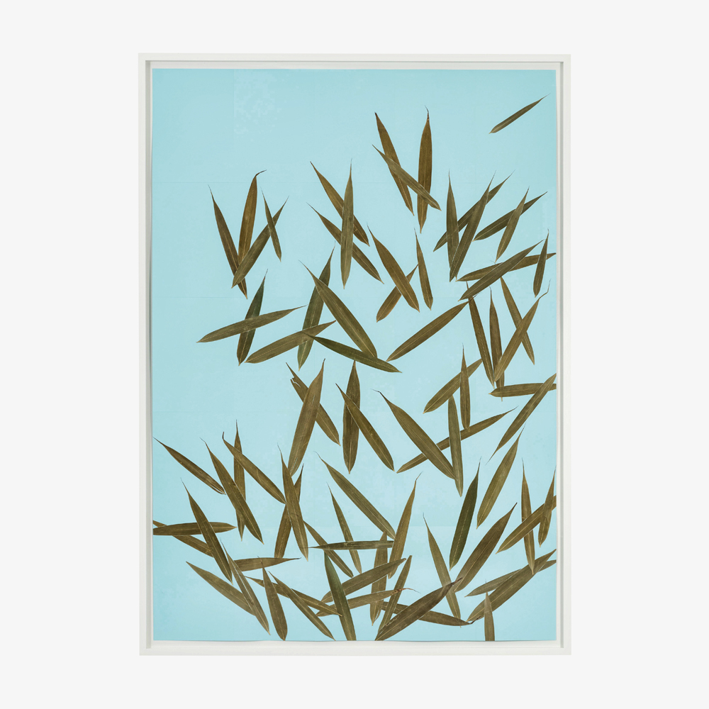 Victor, 2017 Paper, Leaves, Framed 155.5 × 112 × 5.5 cm